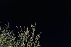 Penedos, Night and Darkness