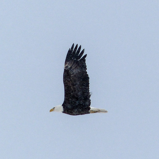 Bald Eagle