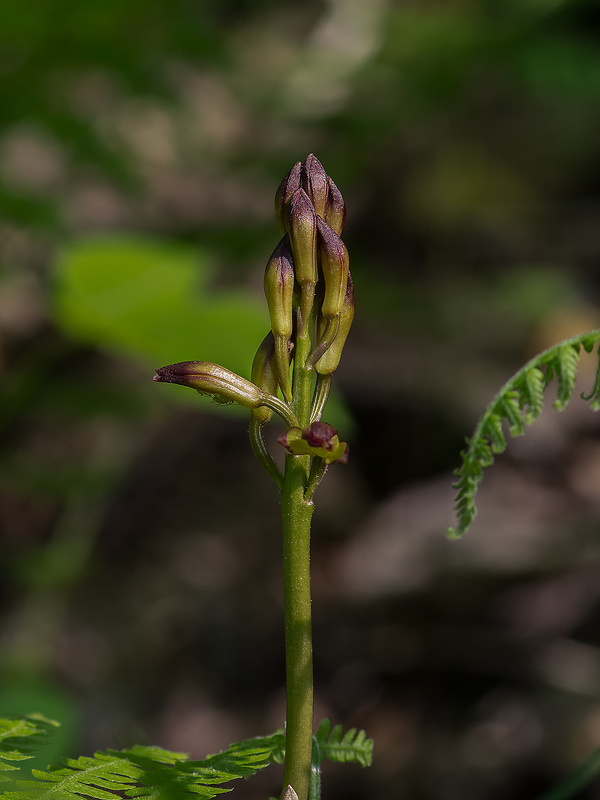 Aplectrum hyemale (Putty-root orchid)