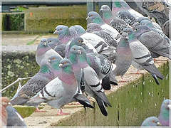 A l'écluse du Chatelier à Lyvet (22)