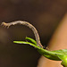 Caterpillar IMG_1160