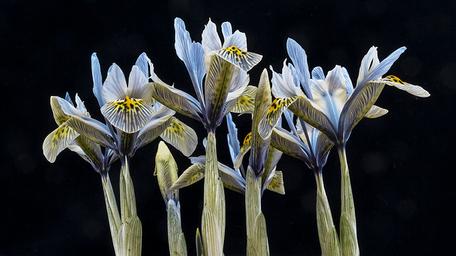 Dwarf Iris