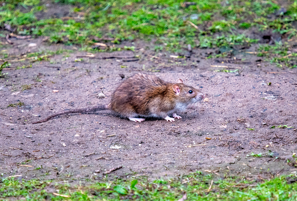 rat