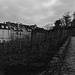 les vignes de Montmartre