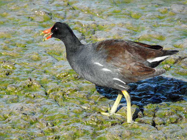 Day 4, Common Gallinule Day 4, Common Gallinule