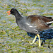 Day 4, Common Gallinule