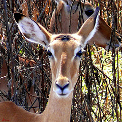 Impalas (femelle)