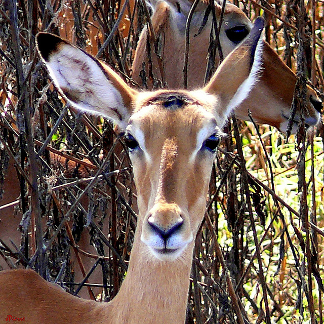 Impalas (femelle)