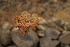 Daucus carota