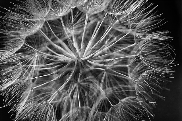 Dandelion bw