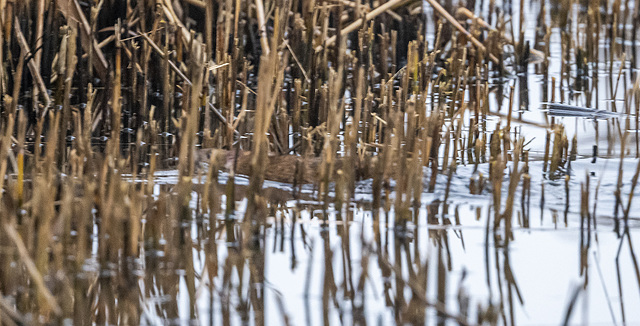 A poor photo but an otter