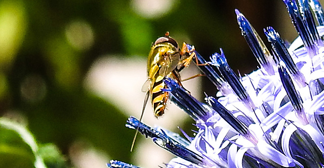 20230716 2032CPw [D~LIP] Kugeldistel (Echinops banaticus), Große Schwebfliege Syrphus ribesii), Bad Salzuflen