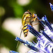 20230716 2032CPw [D~LIP] Kugeldistel (Echinops banaticus), Große Schwebfliege Syrphus ribesii), Bad Salzuflen