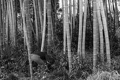 Cutting bamboo