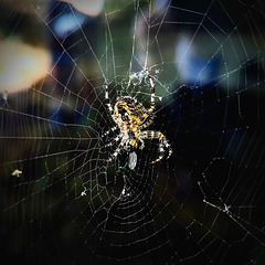 Fensterbild Fensterbild