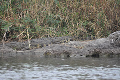 Krokodilo. Ĉobe Nacia Parko