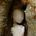 Lion's mane Mushroom ~ Pruikzwam (Hericium erinaceus)...