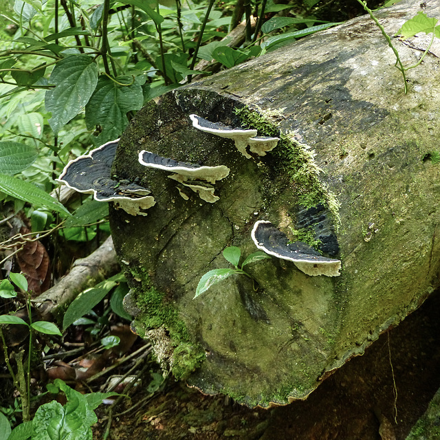 Fungi on our hike to the Oilbirds