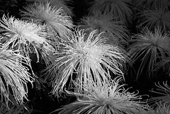 "Hairy" Mums in B&W