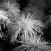 "Hairy" Mums in B&W