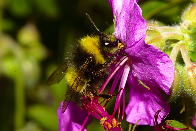 Bumblebe IMG_1157