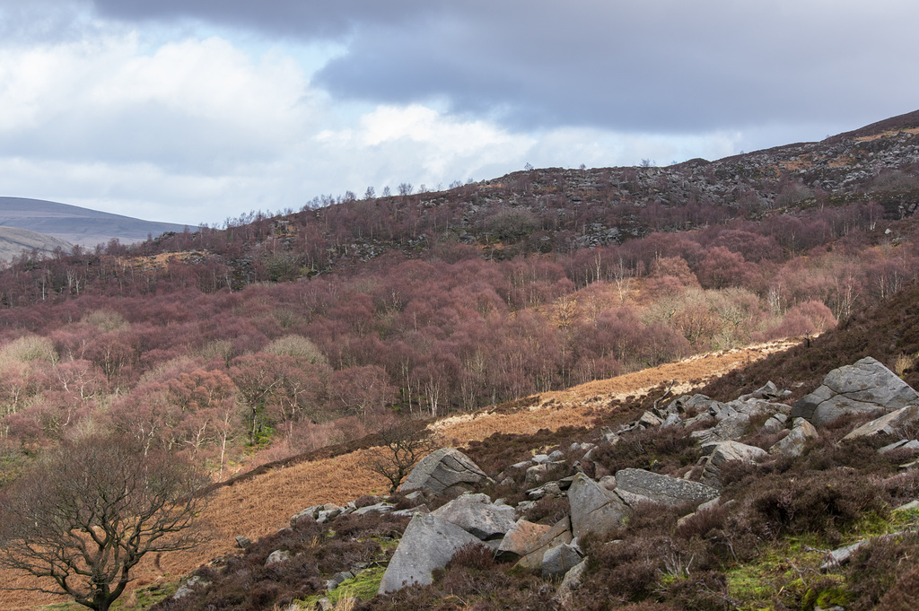 Wildboar Clough, Longdendale