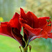 Amaryllis