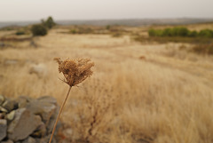 Daucus carota