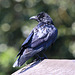 EF7A8777 Carrion Crow