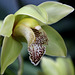 Cymbidium