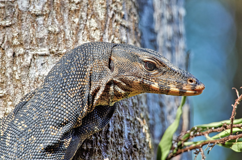 Asian Water Monitor - Varanus salvator