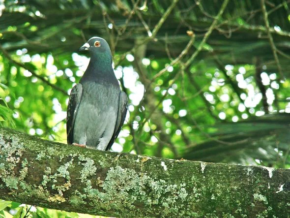 Pigeon On A Branch