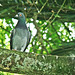 Pigeon On A Branch