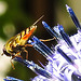 20230716 2033CPw [D~LIP] Kugeldistel (Echinops banaticus), Große Schwebfliege Syrphus ribesii), Bad Salzuflen