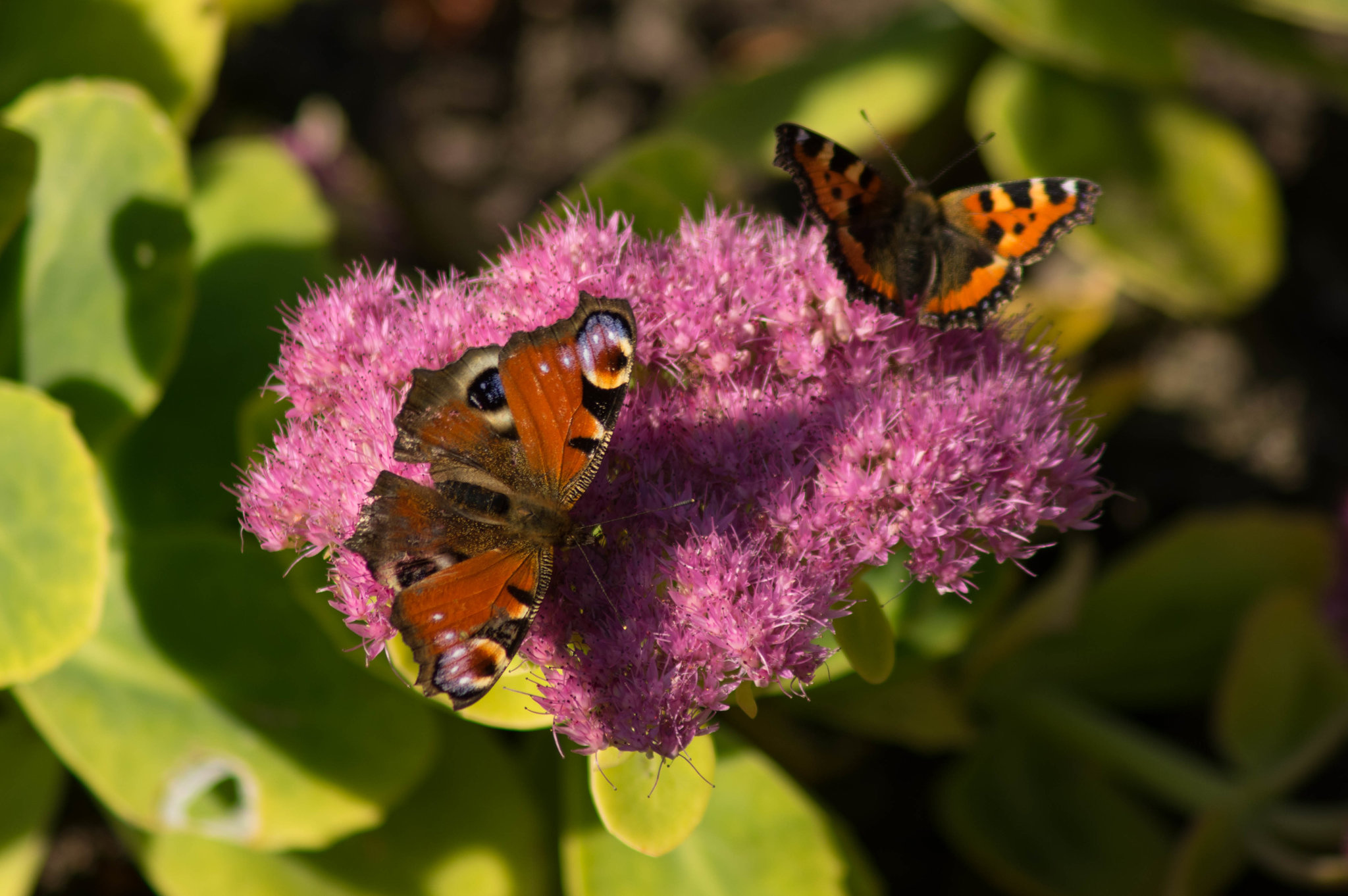 Peacock and Small Tortoiseshell butterflies