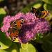 Peacock and Small Tortoiseshell butterflies