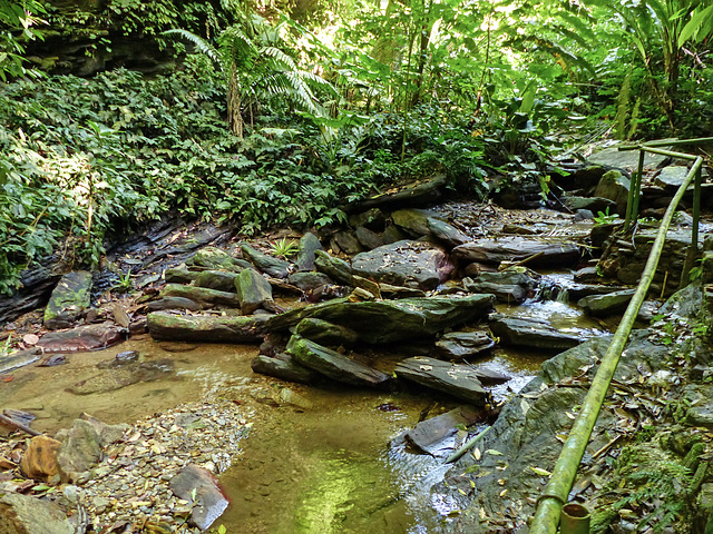 Near the Oilbirds' cave, Asa Wright, Trinidad