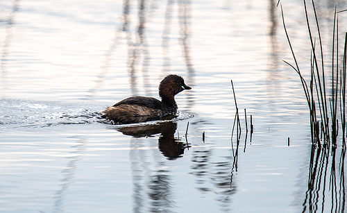 Small grebe