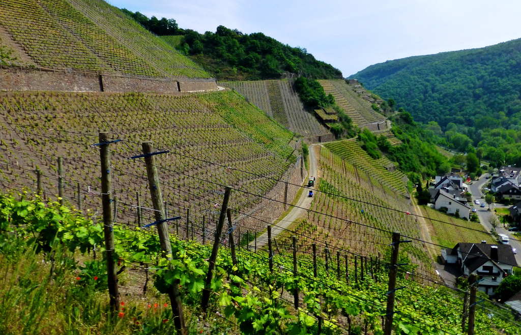 DE - Dernau - Auf dem Rotweinwanderweg