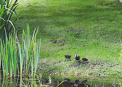 Moorhen with chicks by the pond