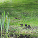 Moorhen with chicks by the pond
