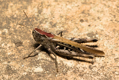 EF7A4872 Grasshopperv2
