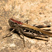 EF7A4872 Grasshopperv2