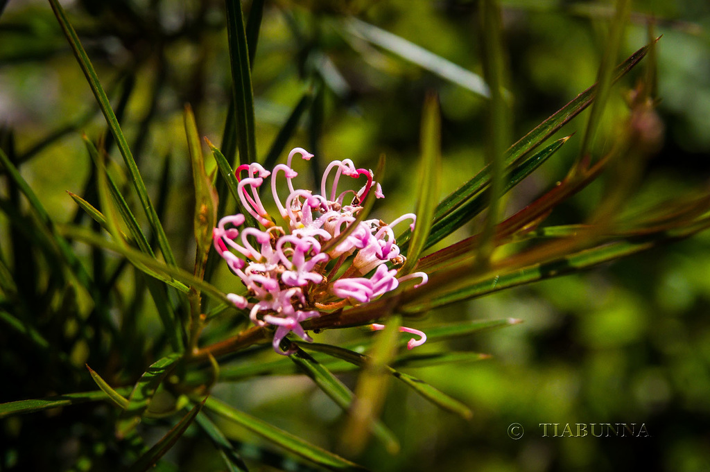 Narrow-leaf Grevillea