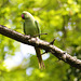 EF7A8779 Ring Necked Parakeet