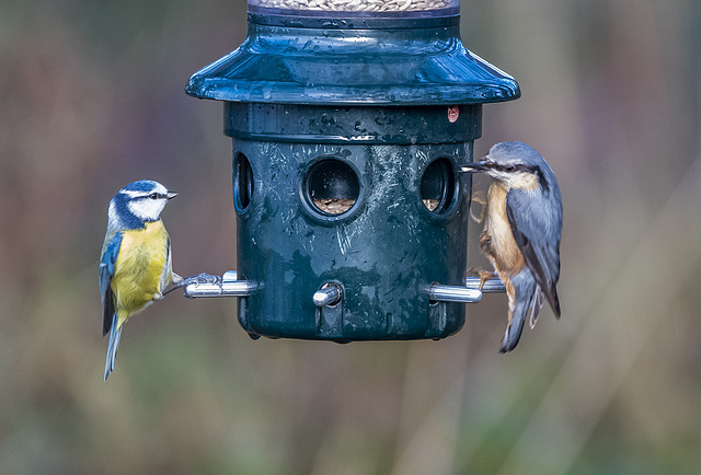 Blue tit and nuthatch