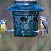 Blue tit and nuthatch