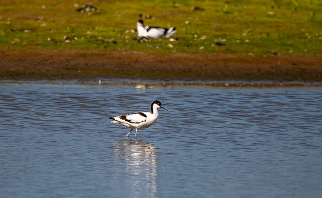 Avocet