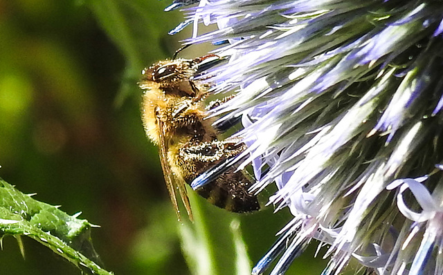 20230716 2034CPw [D~LIP] Kugeldistel (Echinops banaticus), Honigbiene, Bad Salzuflen