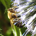 20230716 2034CPw [D~LIP] Kugeldistel (Echinops banaticus), Honigbiene, Bad Salzuflen